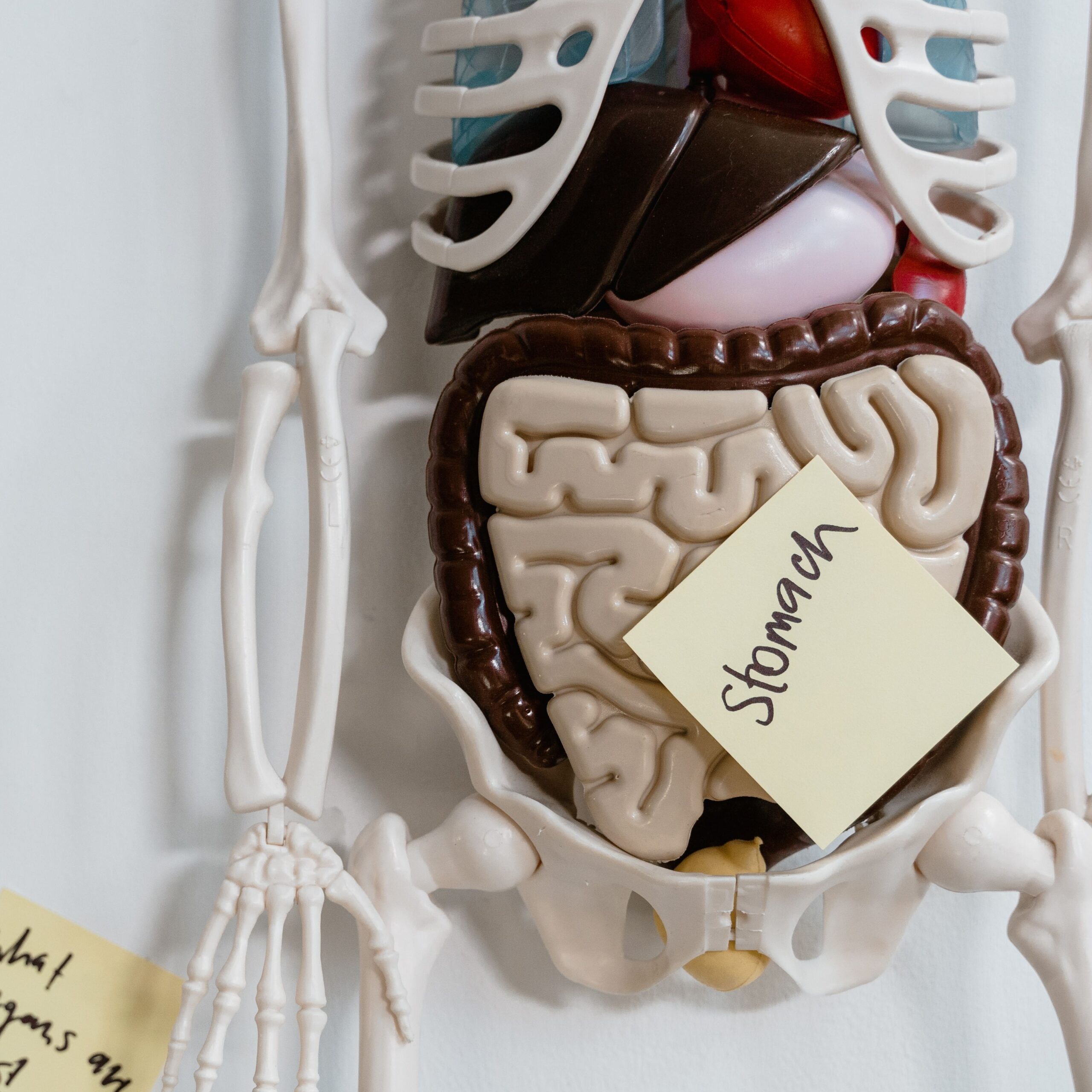 Anatomisches Modell des Verdauungstrakts mit Dünn- und Dickdarm